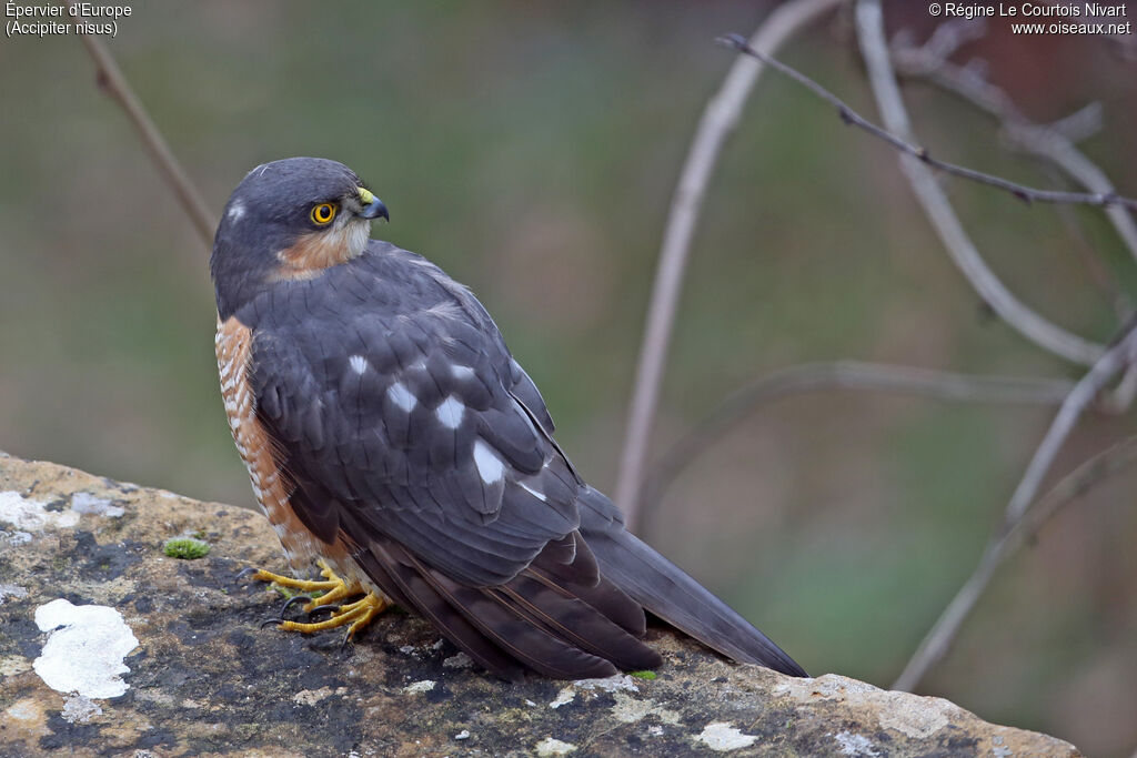 Eurasian Sparrowhawk