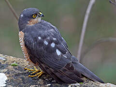 Eurasian Sparrowhawk