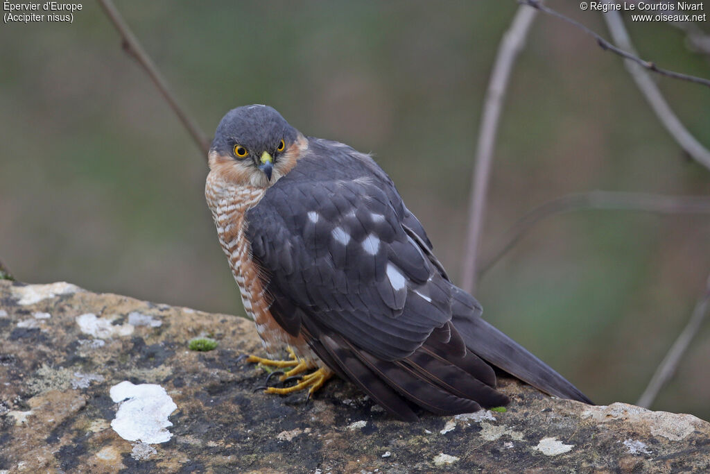 Eurasian Sparrowhawk