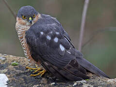 Eurasian Sparrowhawk