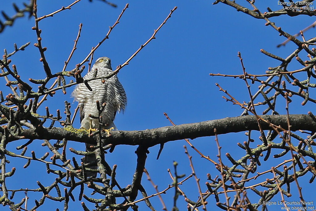 Eurasian Sparrowhawk female