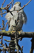 Eurasian Sparrowhawk