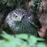 Eurasian Sparrowhawk