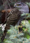 Eurasian Sparrowhawk