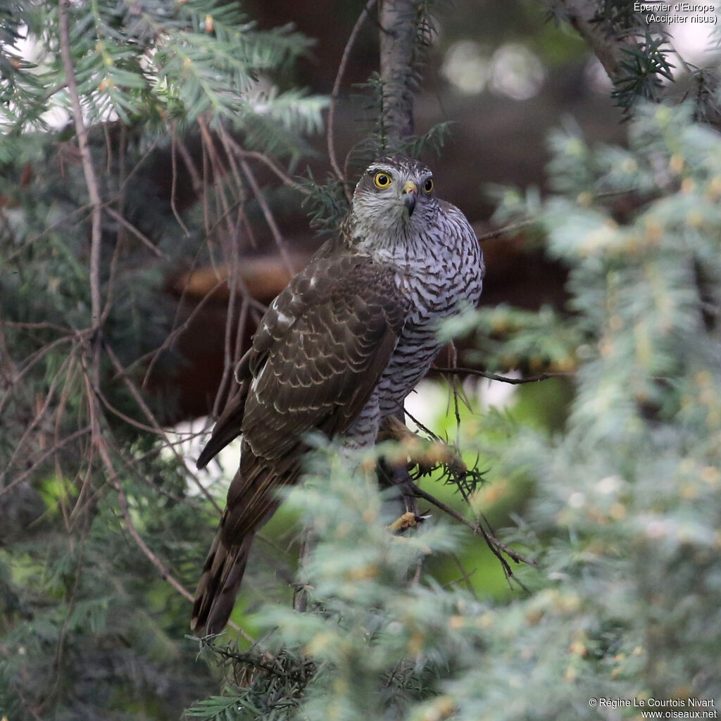 Eurasian Sparrowhawk female