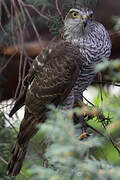 Eurasian Sparrowhawk