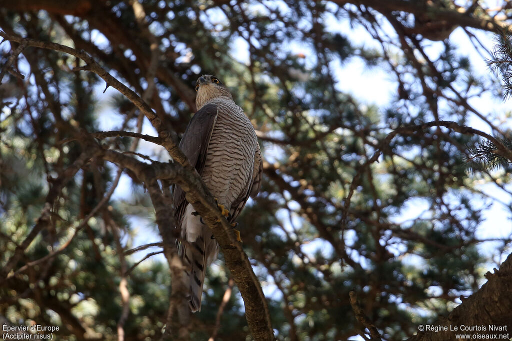 Eurasian Sparrowhawk female