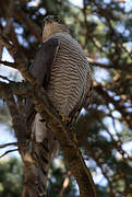 Eurasian Sparrowhawk