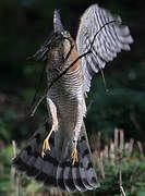 Eurasian Sparrowhawk