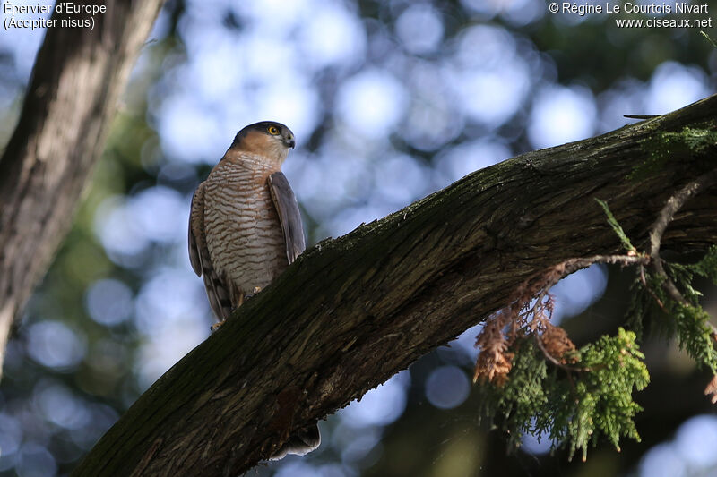 Eurasian Sparrowhawk male