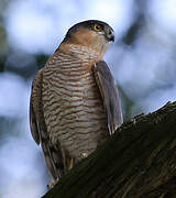 Eurasian Sparrowhawk