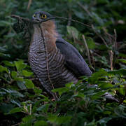 Eurasian Sparrowhawk