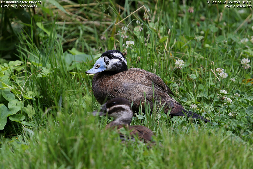 White-headed Duck