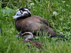 White-headed Duck