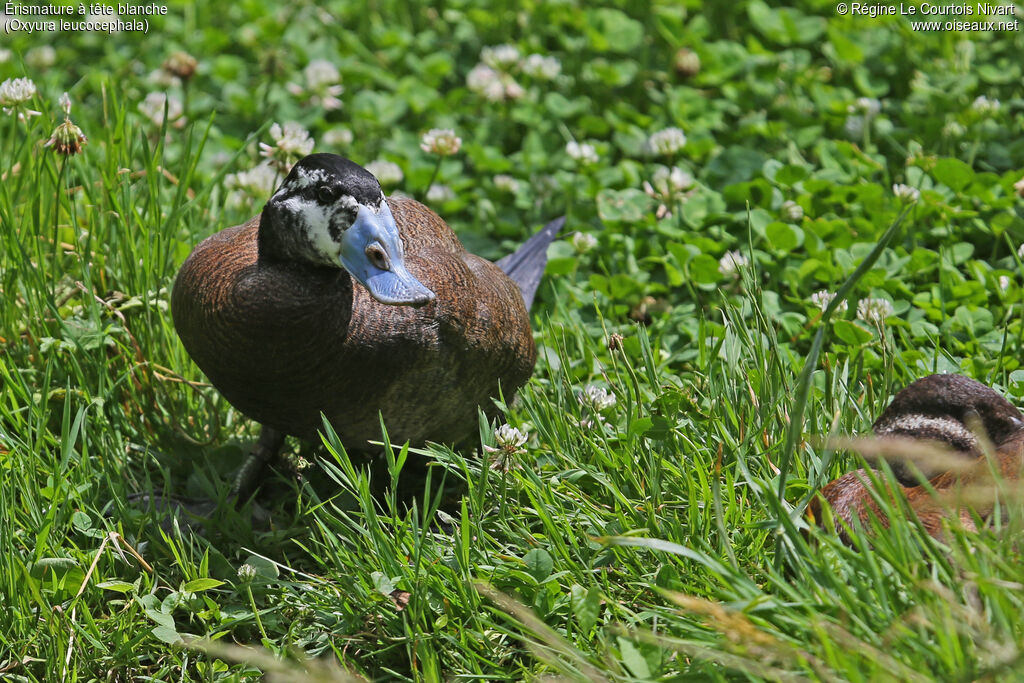 White-headed Duck