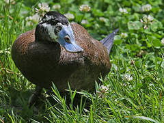 White-headed Duck