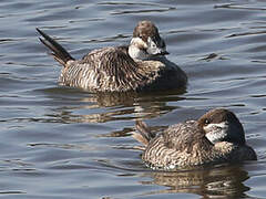 Lake Duck