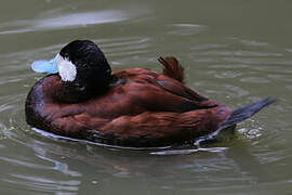 Ruddy Duck