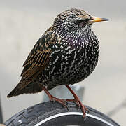 Common Starling