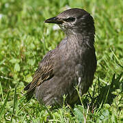 Common Starling