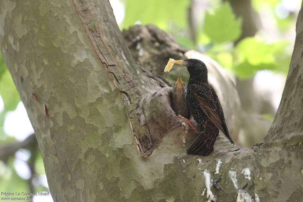 Common Starling, Reproduction-nesting