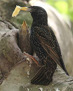 Common Starling