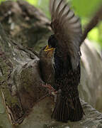 Common Starling