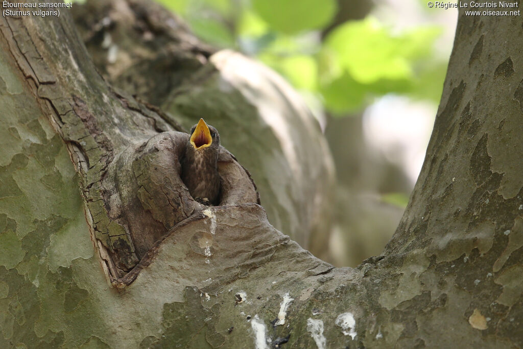 Common Starling