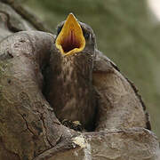 Common Starling