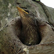 Common Starling