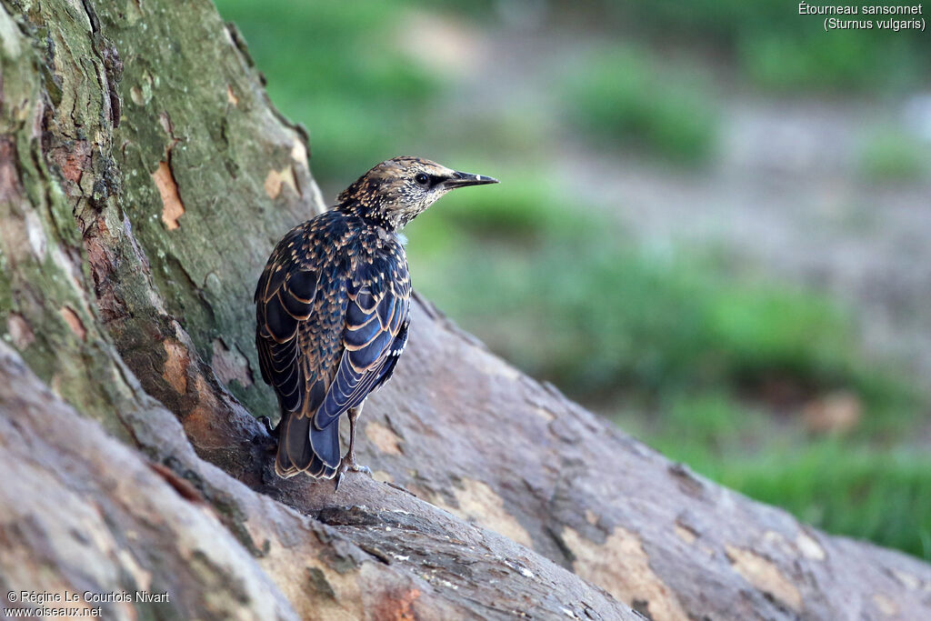 Common Starling