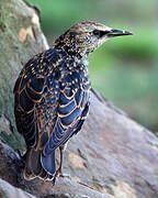 Common Starling