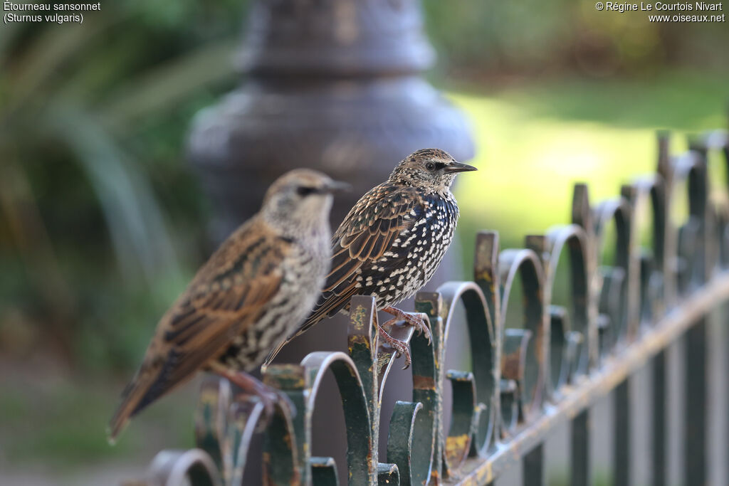 Common Starling