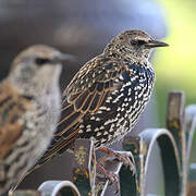 Common Starling