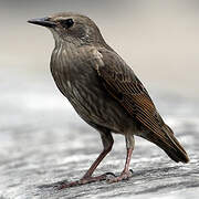 Common Starling