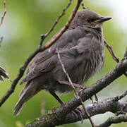 Common Starling