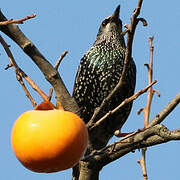 Common Starling