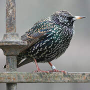 Common Starling