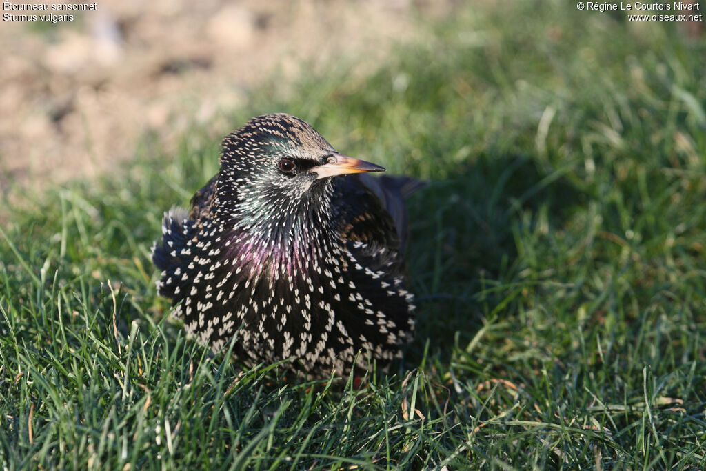 Common Starlingadult