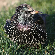 Common Starling