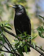 Common Starling