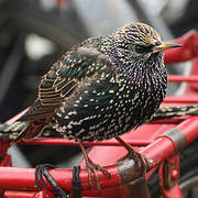 Common Starling