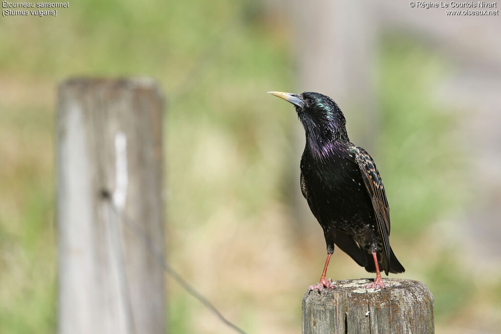 Common Starling