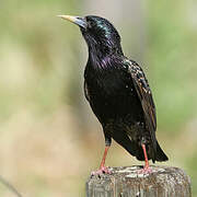 Common Starling