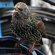 Common Starling