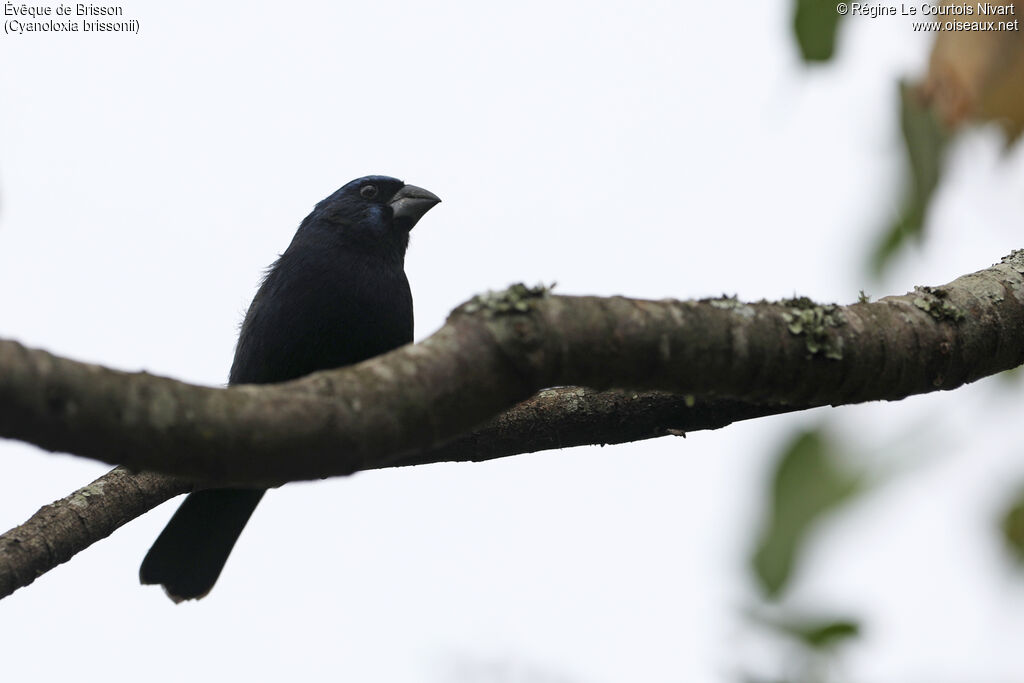 Évêque de Brisson mâle