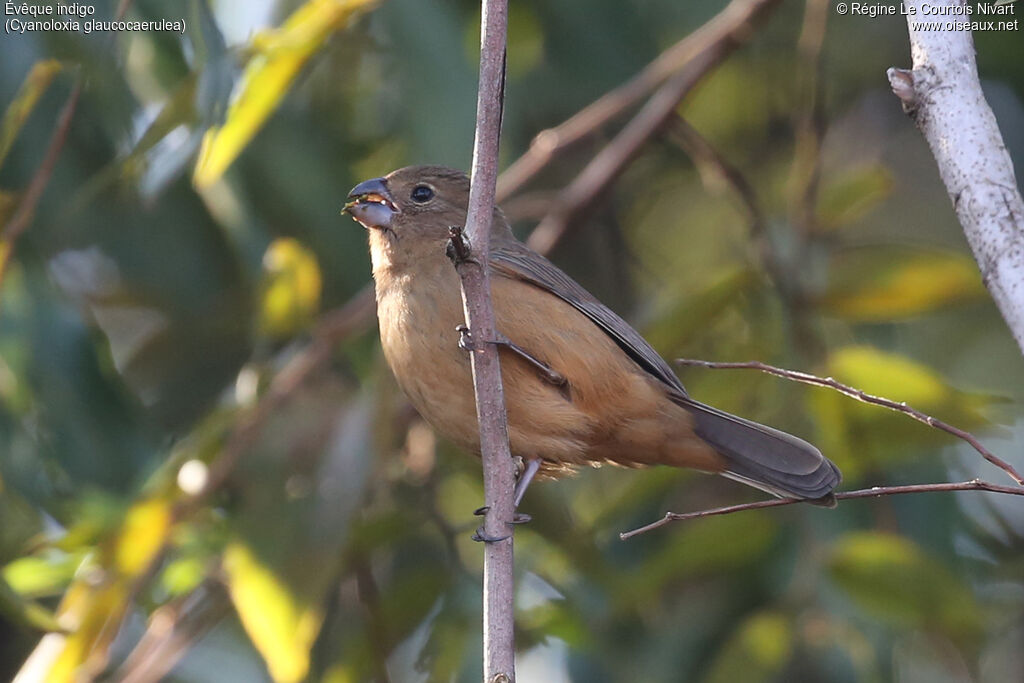 Glaucous-blue Grosbeak