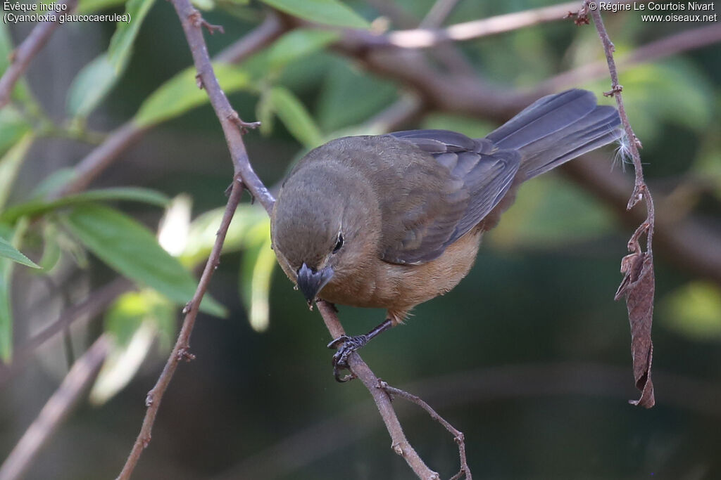 Glaucous-blue Grosbeak