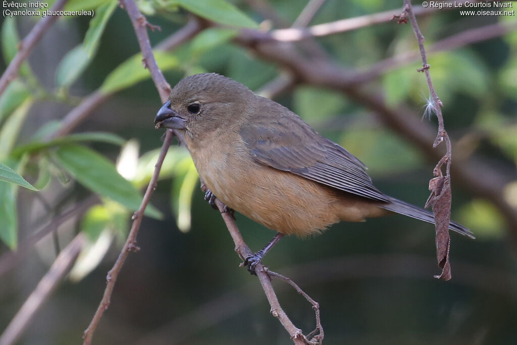 Glaucous-blue Grosbeak