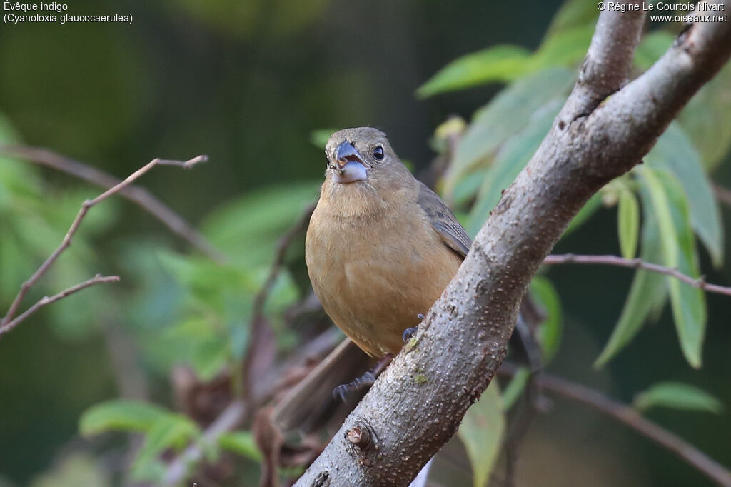 Glaucous-blue Grosbeak